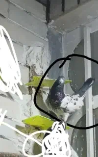 گمشده