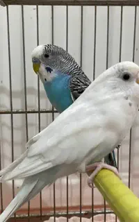 مرغ  عشق