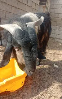 بز نر درجه یک