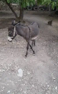 کره خر ۱ساله