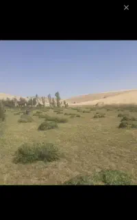 یونجه خشک درجه یک