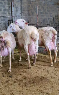 بره ماده لاکن اصیل