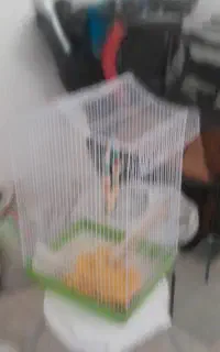 قفس نونو