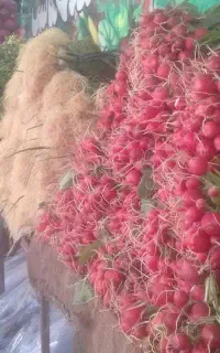 استخدام فروشنده