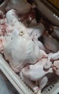 مرغ    پخش ران سینه فیله