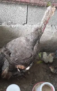 بوقلمون مادر با۱۱عدد جوجه سرحال ۴ روزه