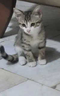 واگذاری گربه نر عقیم نشده و بچه گربه نر