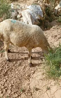 هشت راس شیشک داشتی