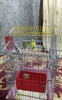 مرغ عشق