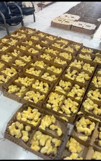جوجه پرورشی گوشتی