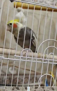 عروس هلندی گم شده