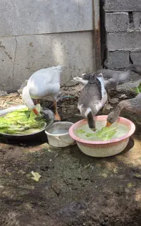 غاز تخمگذار پروار و گوشتی