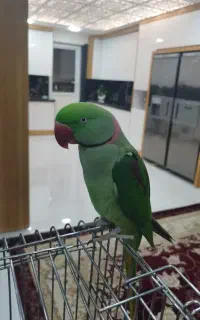 شاه طوطی سخنگو فول رام