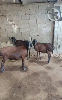 ۳عدد میش چینی درجه یک