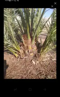پاجوش برحی اصل آبادان
