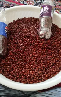 بادام یا الوک کوهی