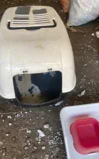 ظرف خاک،غذا گربه و جای خواب