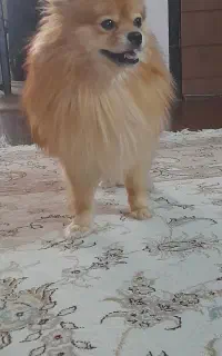 پامرانین