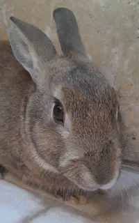 خرگوش