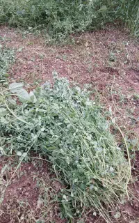 یونجه