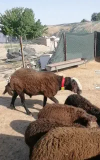 قوچ کار همو افشاری سرخ چهار دندان