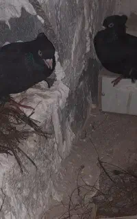کبوتر زاغ مولد