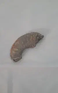 فسیل