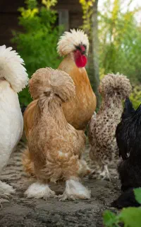 معاوضه خروس سلطان با خروس محلی