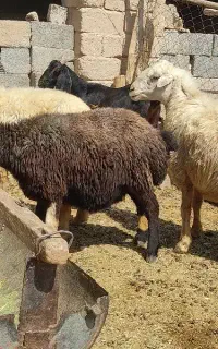 فروش 8راس میش داشتی درجه یک