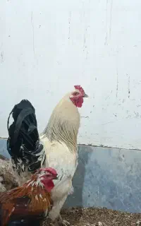 خروس برهما