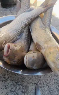 ماهی تازه تازه