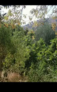 انجیر درجه یک