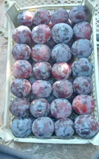 شلیل هلو آلو سیب تابستانی و..شمارا اجاره میکنیم