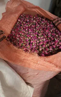 فروش غنچه گل محمدی و گلاب لاله زار کرمان