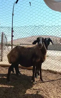 میش دو عدد ‌‌‌.گوسفند