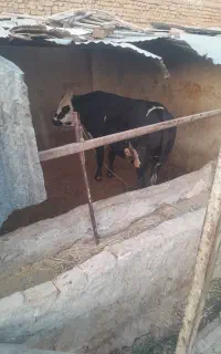 گوساله چاق سیمنتال