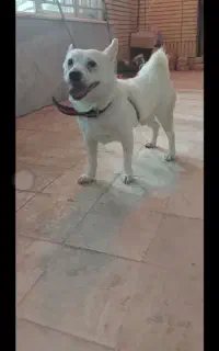 سگ گمشده