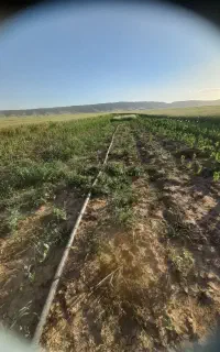 کارگر اتباع شهرستان