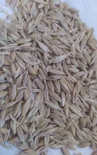 جو بذری تمیز