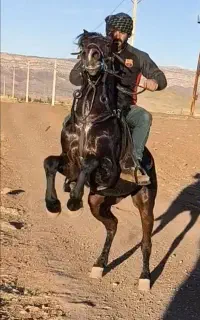 اسب کورد