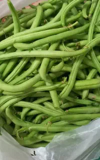 لوبیا سبز تازه چین / پنجشنبه آماده تحویل