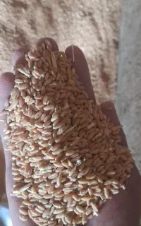 گندم دیم