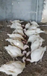 بوقلمون ارگانیک کشتاری