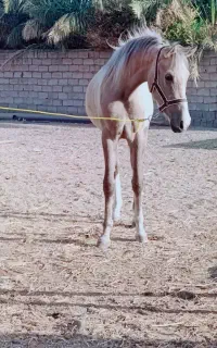 کره عرب دره شور