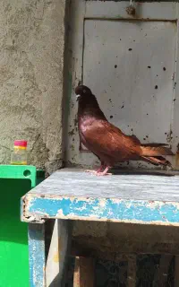 نر سرخ