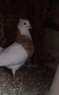 کبوتر طوقی سرور گمشده نر