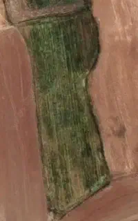 شراکت در کاشت