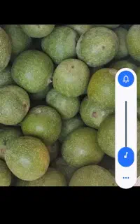 تکان دن گردو،جمع کردن نصف ای،اجاره باغ گردو ،،
