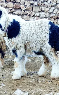عرضه دام زنده شبانه روزی دراسلامشهر