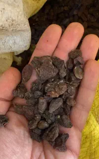 مویز و کشمش